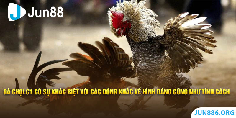 Sự khác biệt của gà C1 cùng những giống khác